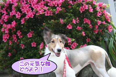 シェットランドシープドッグ成犬メス画像