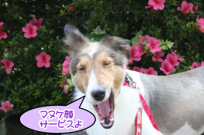 シェットランドシープドッグ成犬メス画像