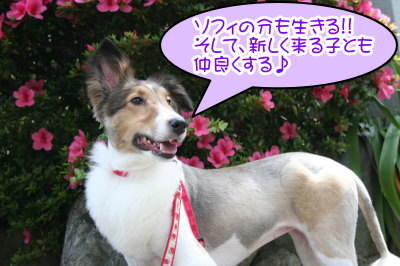シェットランドシープドッグ成犬メス画像