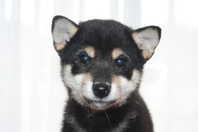 柴犬の黒色の子犬オス、生後2ヶ月半画像