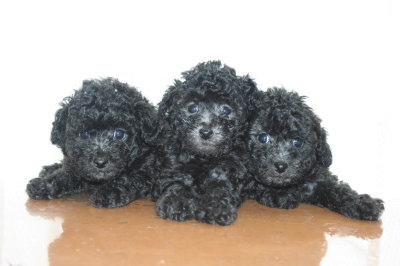 トイプードルシルバー(グレー)の子犬オス1頭メス2頭、生後6週間画像