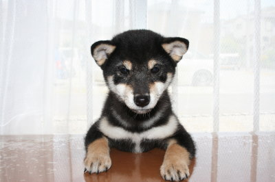 柴犬の黒色の子犬オス、生後3ヶ月画像