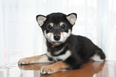 柴犬の黒色の子犬オス、生後3ヶ月画像