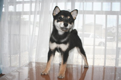 柴犬の黒色の子犬オス、生後3ヶ月画像