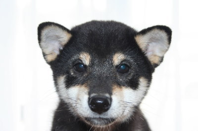 柴犬の黒色の子犬オス、生後3ヶ月画像