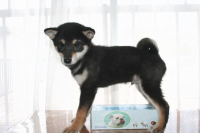 柴犬の黒色の子犬オス、生後3ヶ月画像
