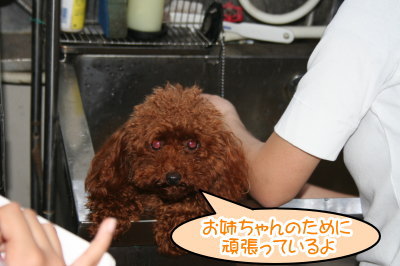 職場体験学習、トリマー(トリミングサロン)画像