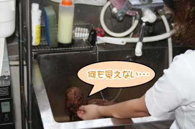 職場体験学習、トリマー(トリミングサロン)画像
