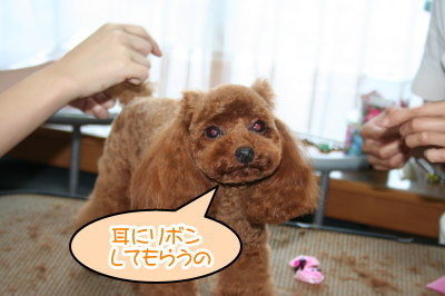 職場体験学習、トリマー(トリミングサロン)画像