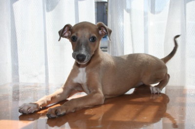 イタリアングレーハウンドフォーン(茶色)の子犬オス、生後2ヶ月画像