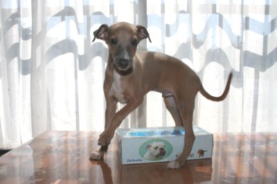 イタリアングレーハウンドフォーン(茶色)の子犬オス、生後2ヶ月画像
