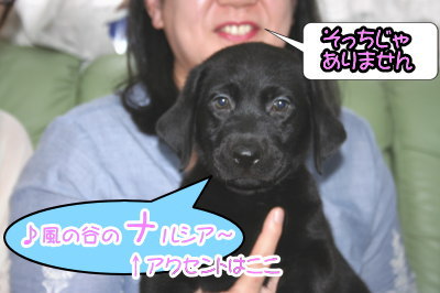 黒ラブ(ラブラドールブラック)の子犬メス、生後2ヶ月画像