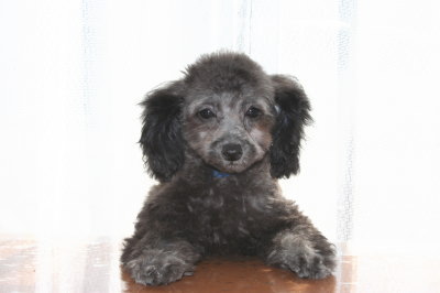 トイプードルシルバー グレー の子犬オス2頭 生後3ヶ月 A Happy Dog Life ブリーダーブログ