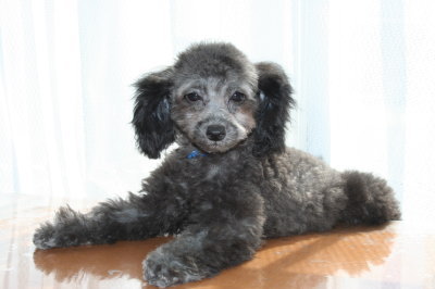 トイプードルシルバー グレー の子犬オス2頭 生後3ヶ月 A Happy Dog Life ブリーダーブログ