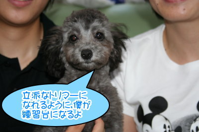 トイプードルシルバー(グレー)の子犬オス、生後4ヶ月画像