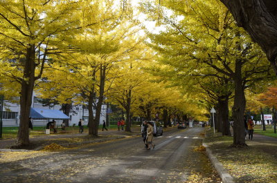 北海道大学銀杏並木画像