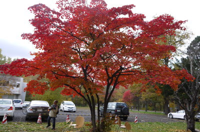北海道大学銀杏並木画像