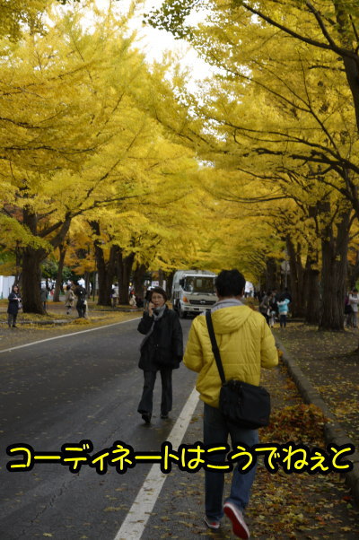 北海道大学銀杏並木画像