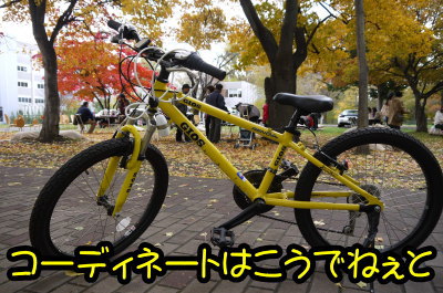 北海道大学銀杏並木画像