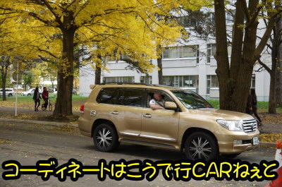北海道大学銀杏並木画像