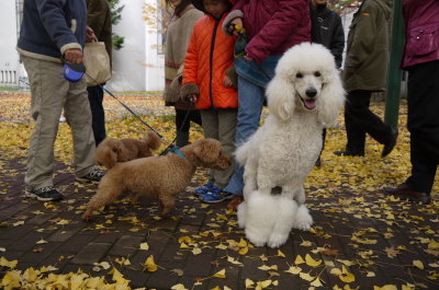 スタンダードプードルホワイト成犬メスとトイプードルレッドメス成犬2頭画像