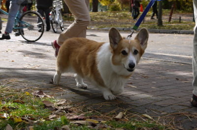 ウェルッシュコーギー成犬メス画像