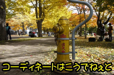 北大銀杏画像