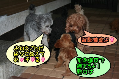 ティーカッププードルレッドの交配犬種オス画像