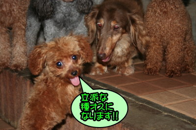 ティーカッププードルレッドの交配犬種オス画像