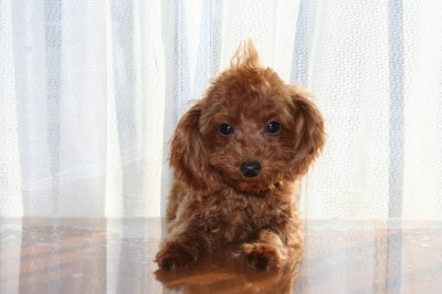 ティーカッププードルレッドの交配犬種オス画像