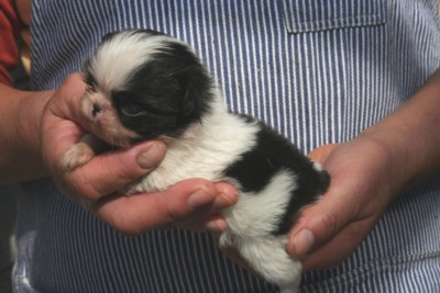 狆(ちん)の子犬メス、生後3週間画像