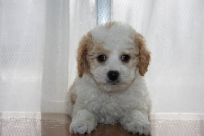 トイプードル白茶(赤)パーティーカラーの子犬オス、生後7週間画像