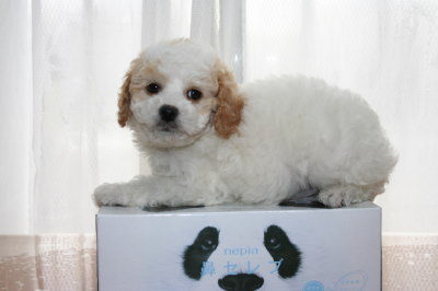 トイプードル白茶(赤)パーティーカラーの子犬オス、生後7週間画像