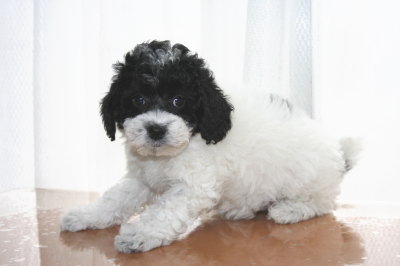 トイプードル白黒パーティーカラーの子犬メス、生後7週間画像