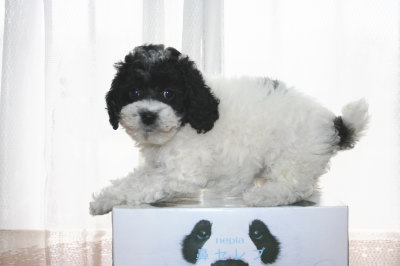 トイプードル白黒パーティーカラーの子犬メス、生後7週間画像