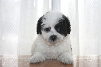 トイプードル白黒パーティーカラーの子犬メス、生後7週間画像