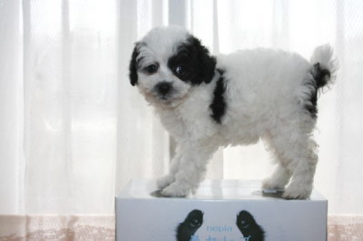 トイプードル白黒パーティーカラーの子犬メス、生後7週間画像