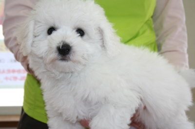 ビションフリーゼの子犬オス、生後70日画像