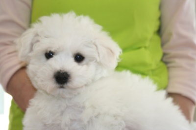 ビションフリーゼの子犬オス、生後80日画像