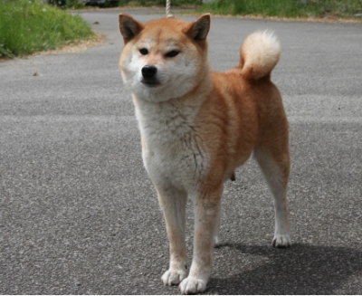 柴犬茶色(赤)の成犬メス画像