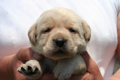 ラブラドールイエロー(クリーム)の子犬オス、生後3週間画像