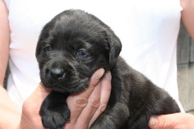 ラブラドール黒(クロラブ)の子犬メス、生後3週間画像