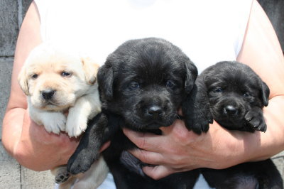 ラブラドールイエローメスブラックオスメスの子犬、生後3週間画像