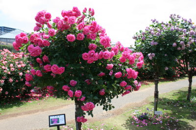 13052006.jpg