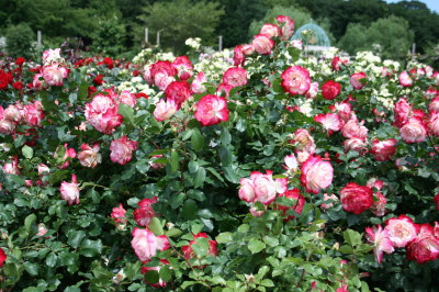 13052007.jpg
