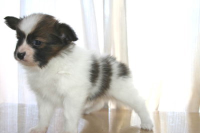 パピヨン白茶の子犬オス、生後45日