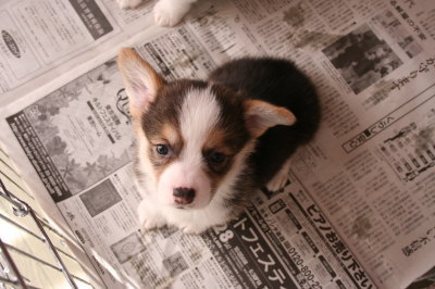 ウェルシュコーギートライカラーの子犬メス画像