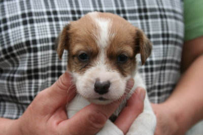 ジャックラッセルテリア白茶の子犬メス、生後4週間画像