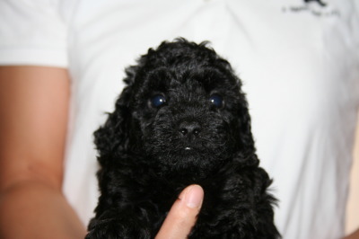 トイプードルブラック(黒色)の子犬オス、生後5週間画像