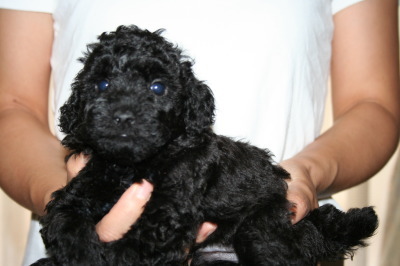 トイプードルブラック(黒色)の子犬オス、生後5週間画像